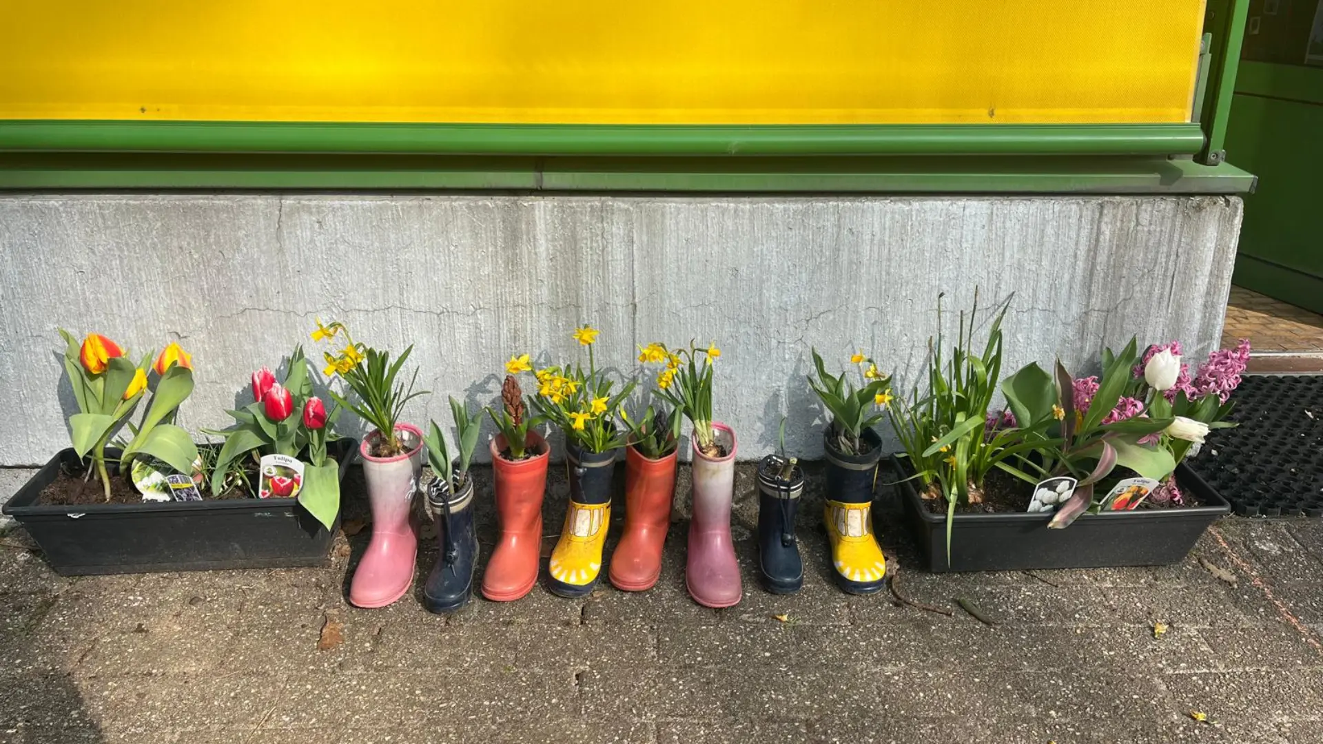 Vor einer Betonwand stehen Blumenkästen und viele kleine, bunte Gummistiefel, die mit Narzissen, Tulpen und Hyazinthen bepflanzt sind.